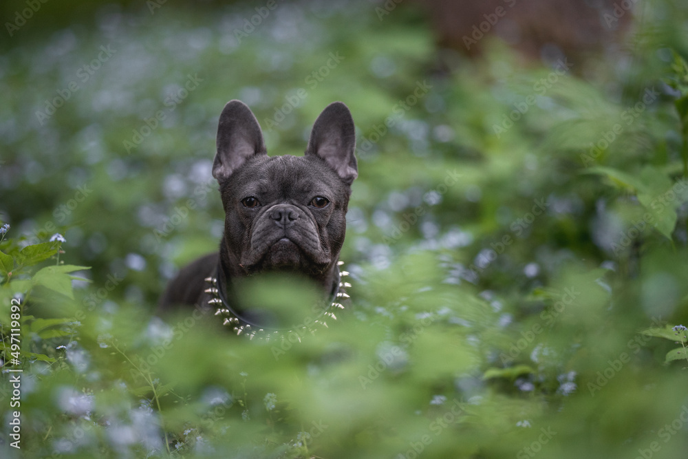 Close-up portrait of french bulldog puppy among blue flowers in spring forest