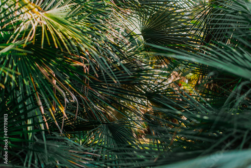 palm leaves tropical texture background closeup nature view of green leaf and palms background. Flat lay, nature concept photo