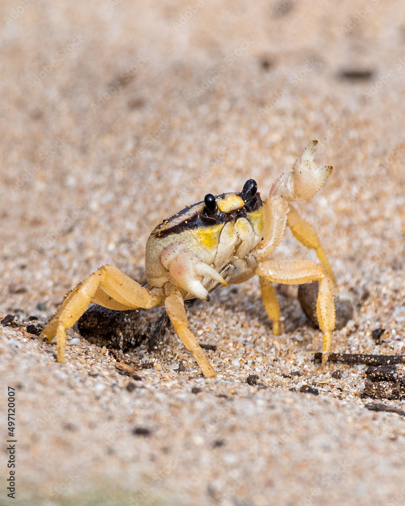 crab on the sand crab on the sand