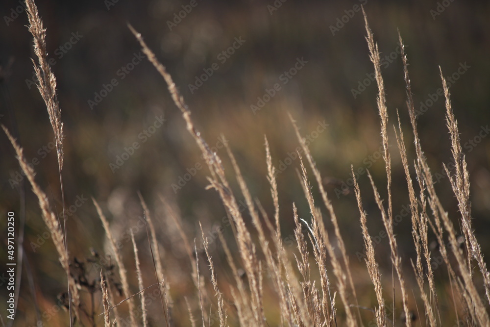 Fototapeta premium reeds in the wind