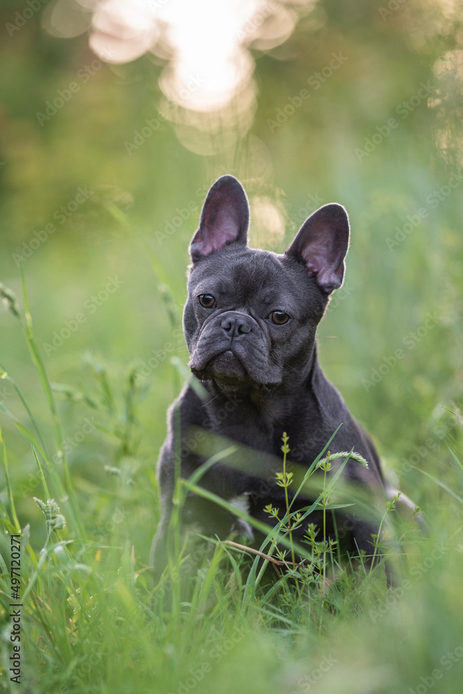 Cute french bulldog puppy sitting in tall grass in the rays of the setting sun