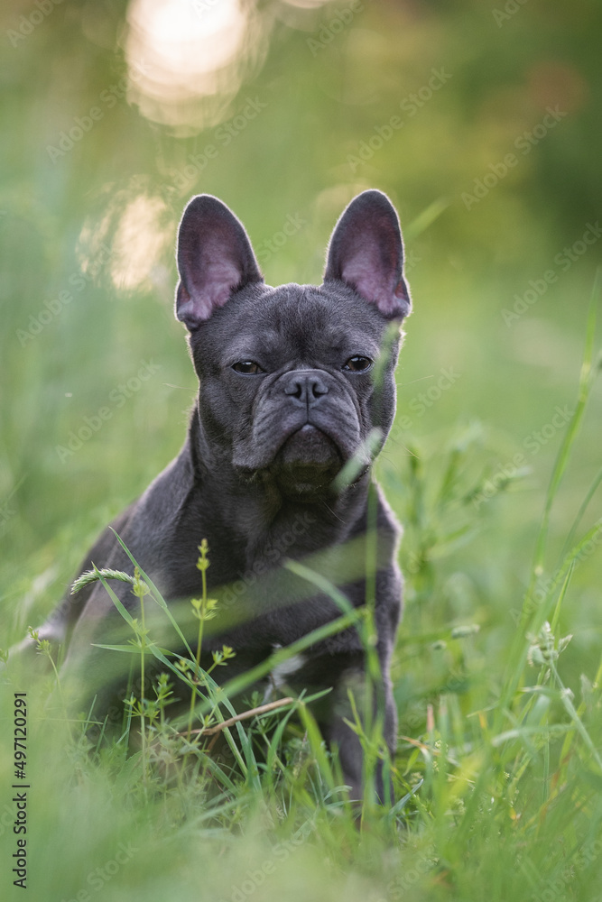 Cute french bulldog puppy sitting in tall grass in the rays of the setting sun