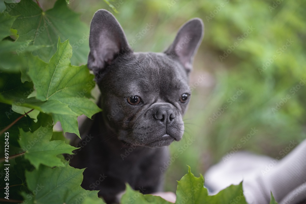 Cute french bulldog puppy peeking out from maple leaves. Close-up portrait