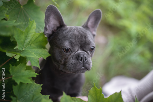 Cute french bulldog puppy peeking out from maple leaves. Close-up portrait © honey_paws