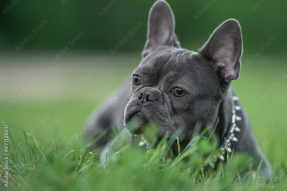 Cute french bulldog puppy resting in city park Cute french bulldog puppy resting in city park