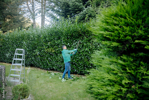A cherry laurel hedge is cut with electric secateurs. garden maintenance. Gardening work in summer