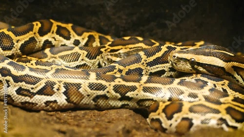 Ball python (Python regius), a clutch of baby snakes