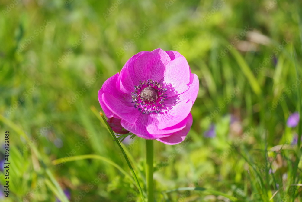Gartenanemone Gartenanemone