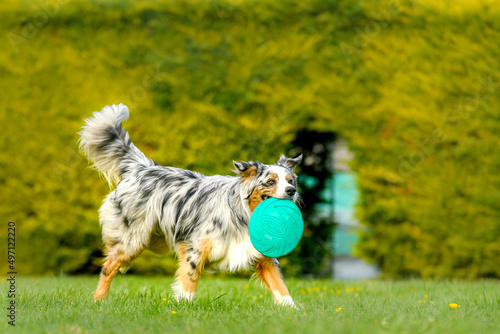 Un chien de race berger australien qui joue dans un parc © Alexandre
