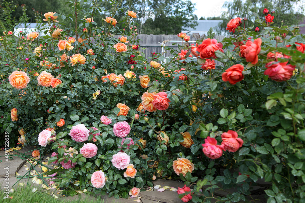 A large bush of bright roses, on a gray background,in the park on a sunny day,