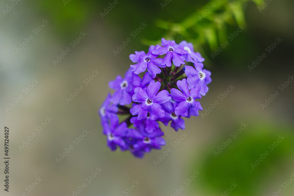 Purple phlox flowers close-up outdoors in the garden. Purple phlox flowers close-up outdoors in the garden.