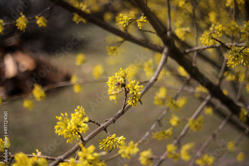 flowering dogwood yellow flowers texture © Viktoriya