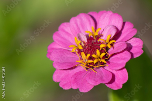 Zinnia flowers, colorful pink flowers 