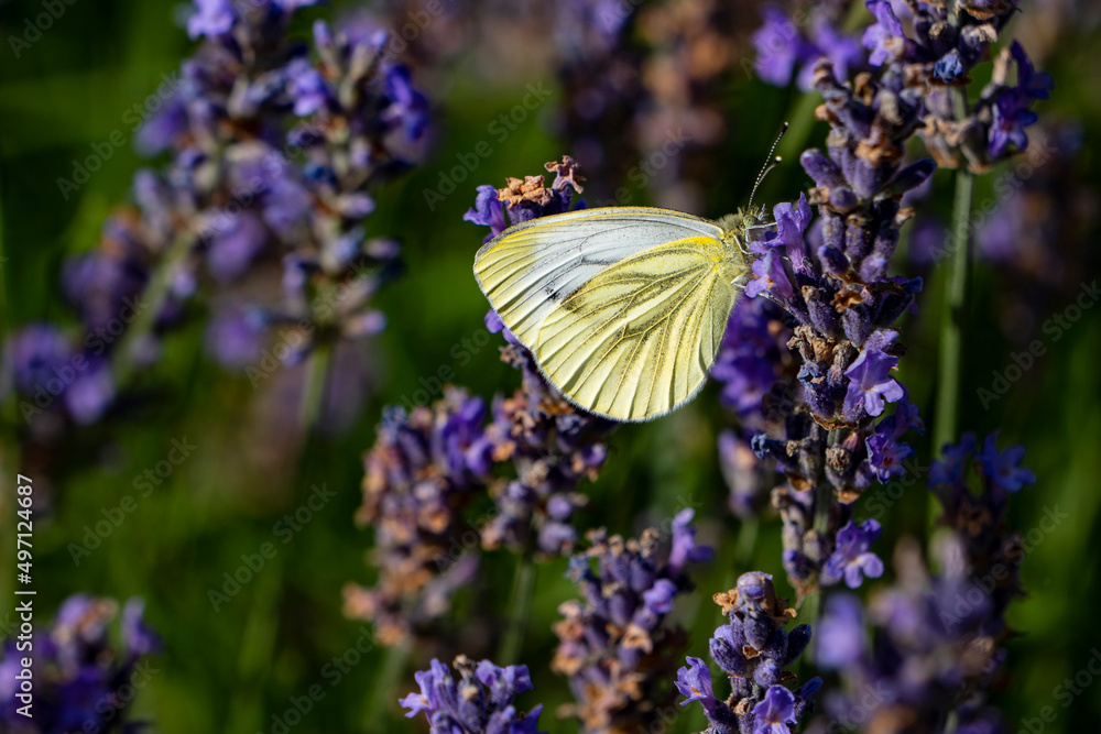 Macro photo of a cabbage white butterfly on lavender flower Macro photo of a cabbage white butterfly on lavender flower
