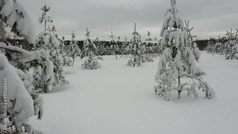 Flying in winter forest, through spruce trees covered with fresh snow. Flying in winter forest, through spruce trees covered with fresh snow.