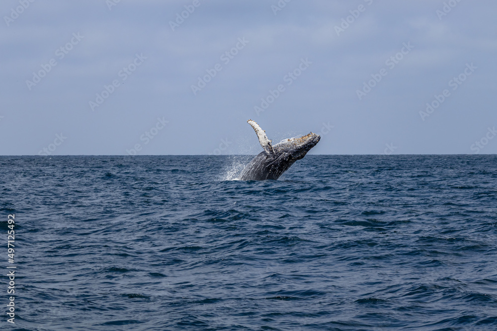 Fototapeta premium Whale in the ocean