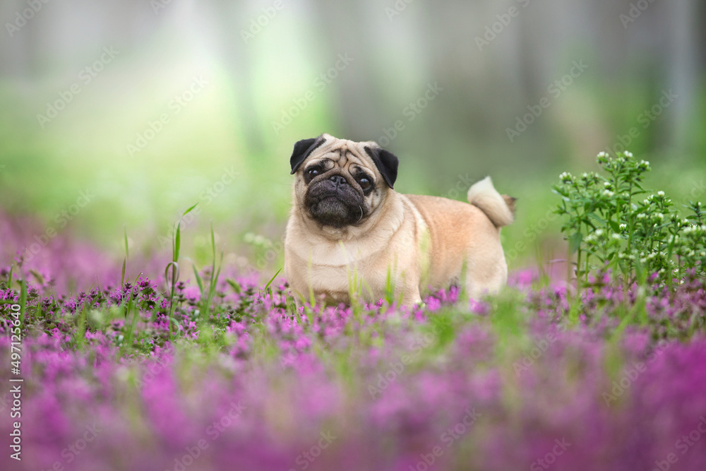 Pug in pink spring meadow