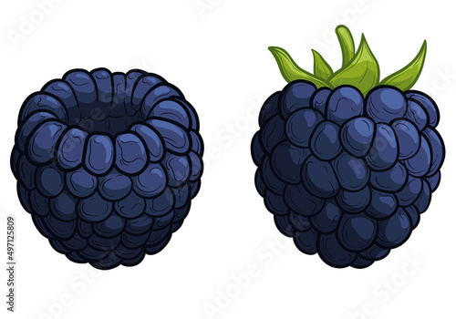 Blackberry, vector illustration. Two berries isolated on a white background.
