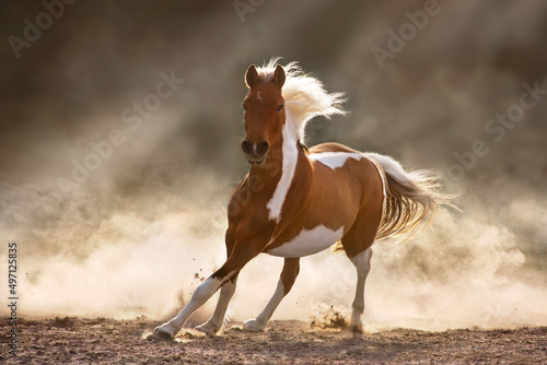 Fototapeta Naklejka Na Ścianę i Meble -  Pinto horse run gallop in sunligh