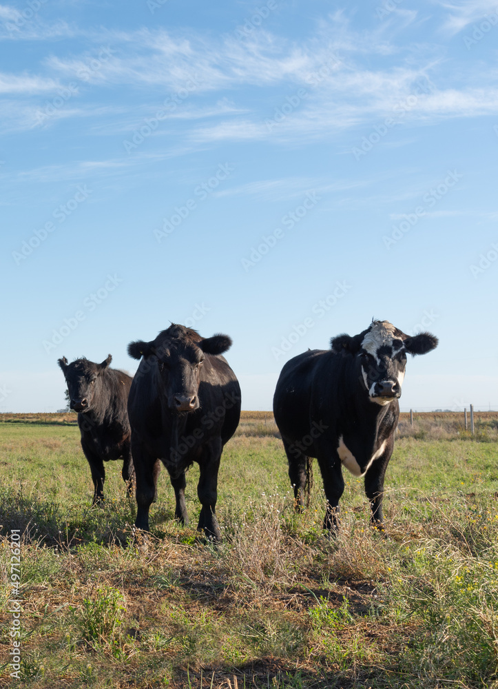 custom made wallpaper toronto digitalHerd of young cows