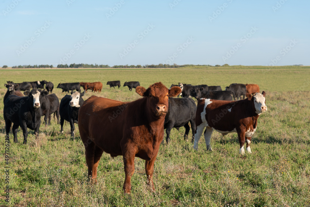 Herd of young cows Herd of young cows