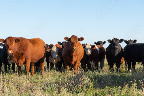 Herd of young cows photo
