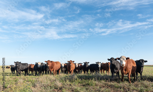 Fotografía Herd of young cows