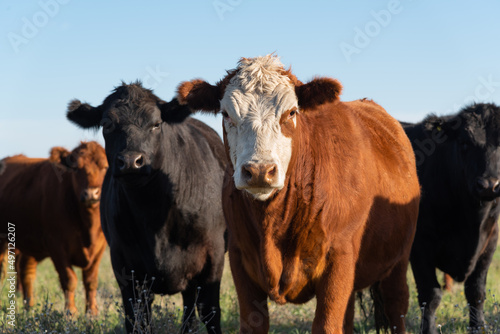 Print op canvas Herd of young cows