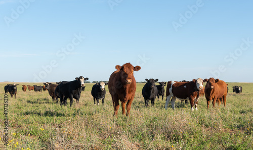 Herd of young cows