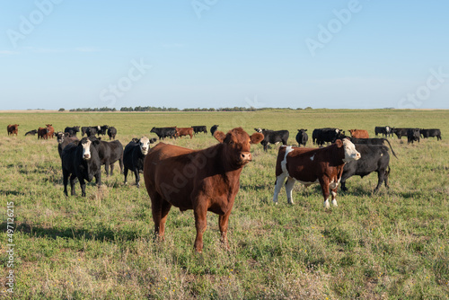 Herd of young cows © nickalbi