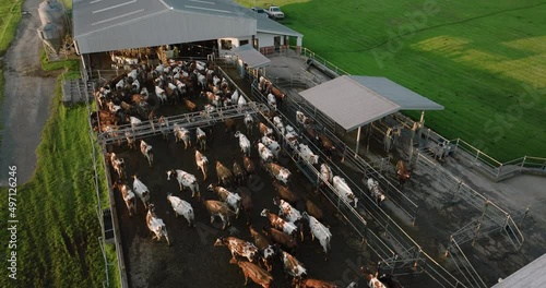 Close-up aerial view of Ayrshire dairy cows waiting to be milked on a large commercial dairy farm. Livestock responsible for greenhouse gas emissions, contributes towards climate change photo