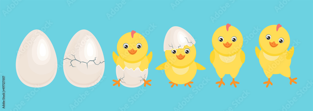Cute yellow chicken hatched from egg. Cracked chicken eggs with newborn baby chick isolated on blue. Funny little bird in different poses. Vector easter cartoon illustration. Cute yellow chicken hatched from egg. Cracked chicken eggs with newborn baby chick isolated on blue. Funny little bird in different poses. Vector easter cartoon illustration.