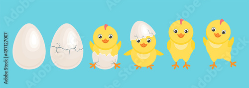 Cute yellow chicken hatched from egg. Cracked chicken eggs with newborn baby chick isolated on blue. Funny little bird in different poses. Vector easter cartoon illustration. 