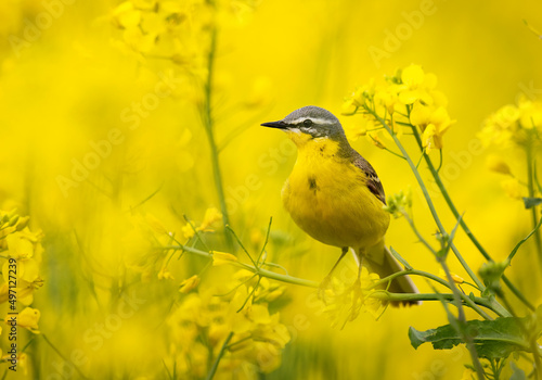 Yellow wagtail bird in rape field ( Motacilla flava )