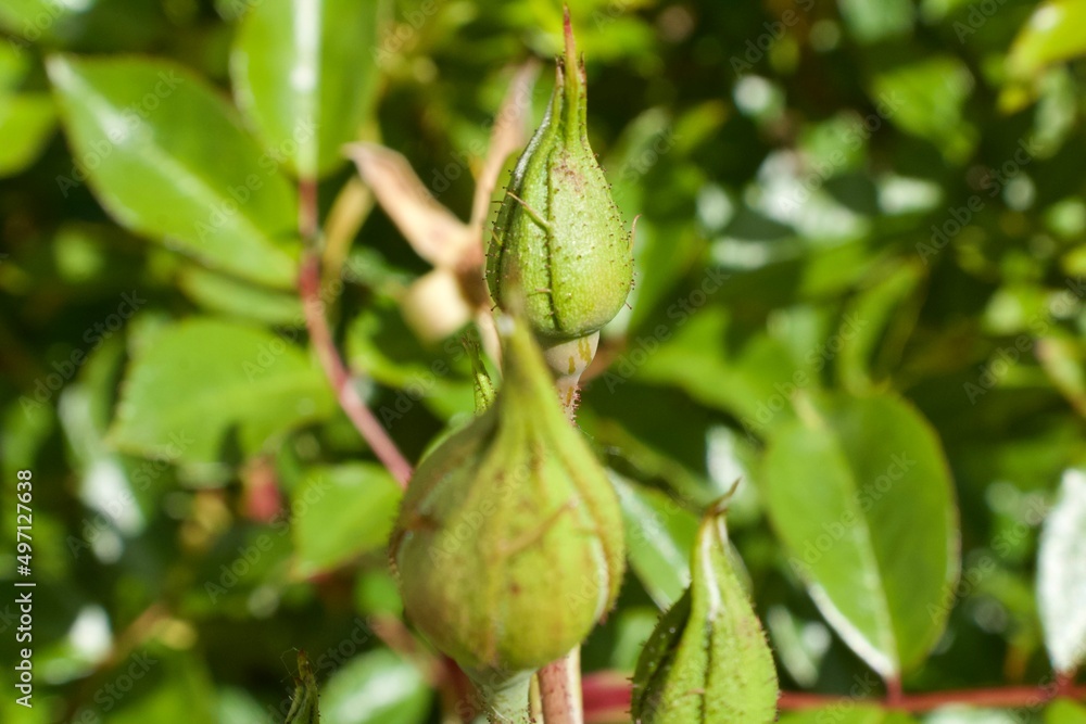 Obraz premium Flowers