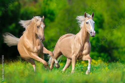 Two Palomino horse free run