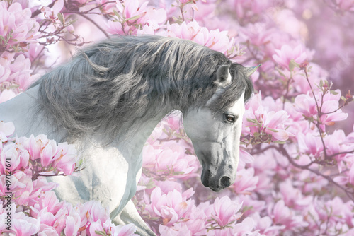 Horse in magnolia flowers