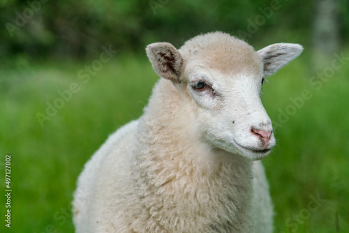 White sheep looking in grassy field photo