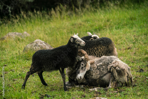 Sheep in grassy field photo