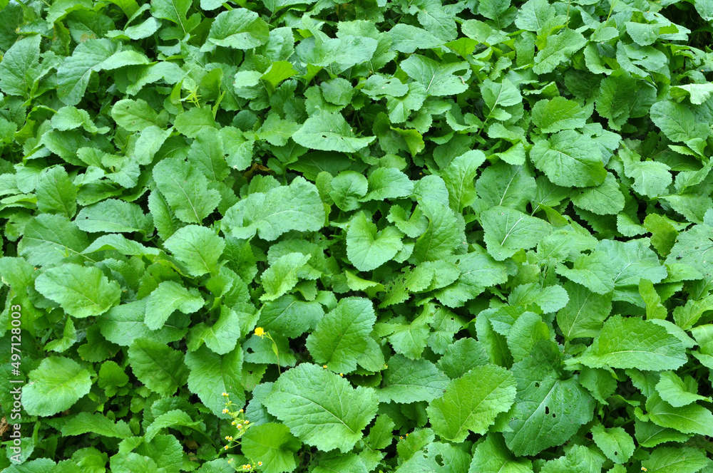 Mustard sprouts grown for organic green fertilizer Mustard sprouts grown for organic green fertilizer
