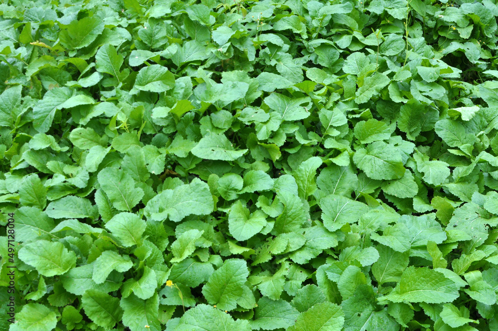 Mustard sprouts grown for organic green fertilizer Mustard sprouts grown for organic green fertilizer
