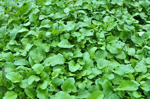 Mustard sprouts grown for organic green fertilizer © orestligetka