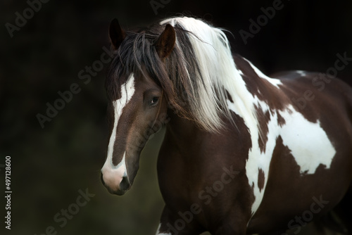 Bay piebald horse