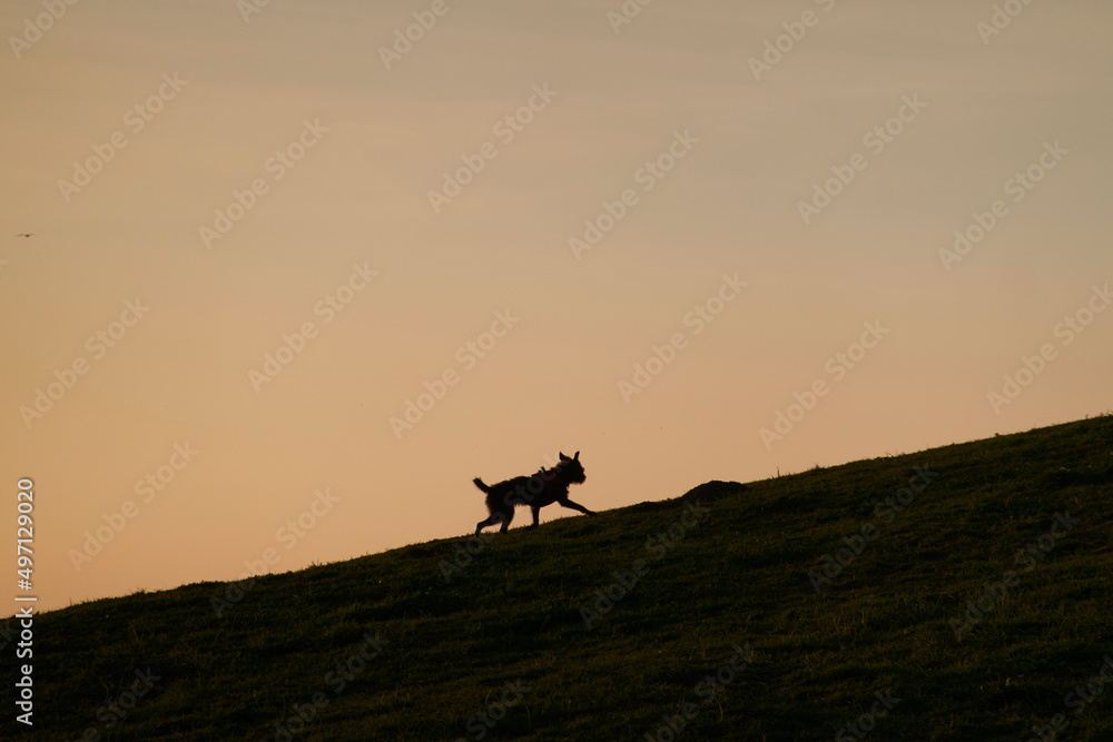 Silhouette of dog running up hill Silhouette of dog running up hill