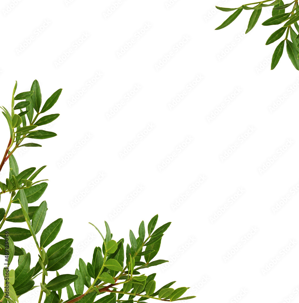 Twigs of pistachio with small green leaves in a corner arrangement isolated Twigs of pistachio with small green leaves in a corner arrangement isolated