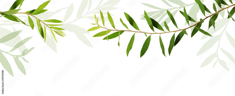 Twigs of spiraea with green leaves in a floral top border isolated on white Twigs of spiraea with green leaves in a floral top border isolated on white