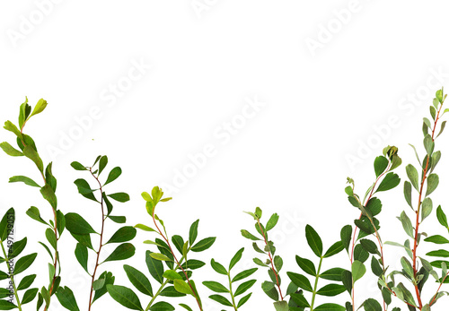 Twigs with green leaves in a bottom border isolated on white