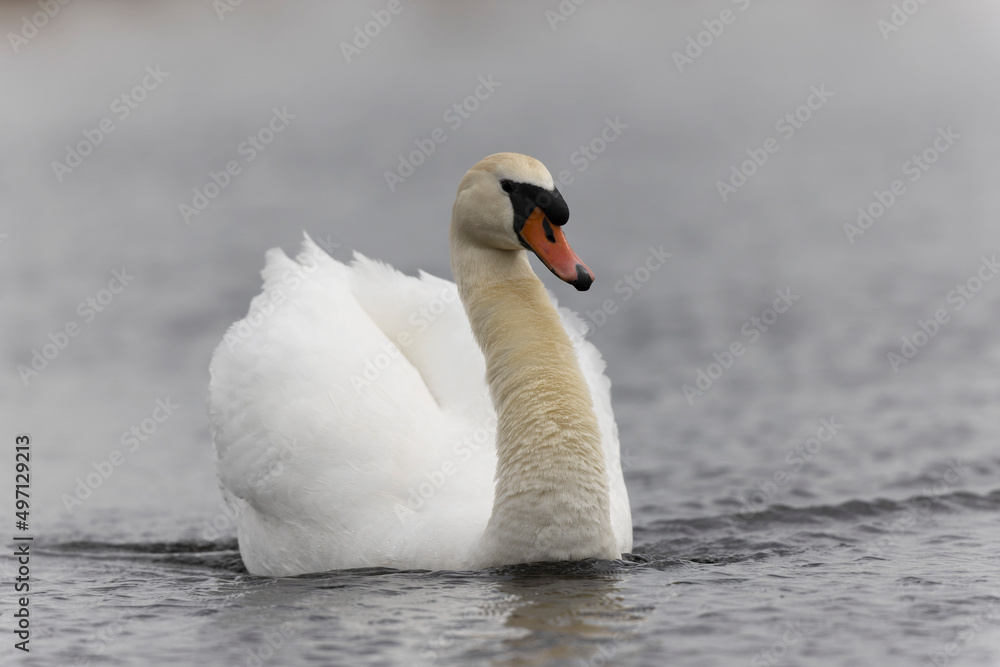 Fototapeta premium Mute Swan Cygnus olor swimming on a pond