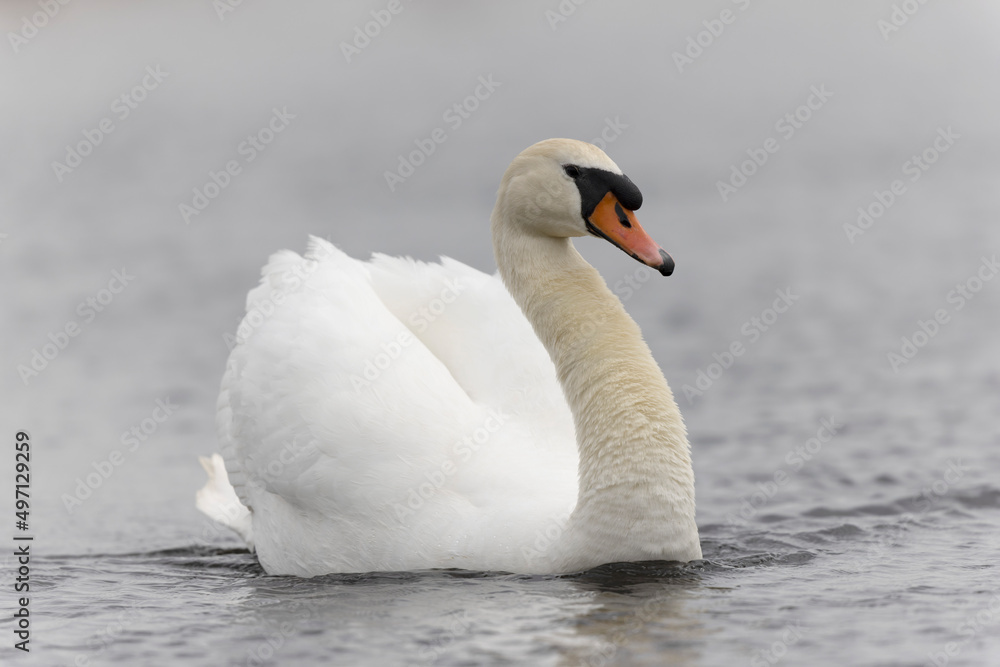 Obraz premium Mute Swan Cygnus olor swimming on a pond