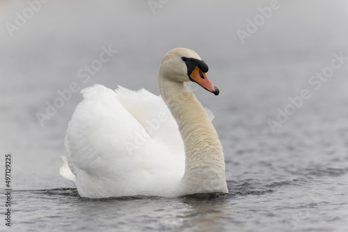 Mute Swan Cygnus olor swimming on a pond